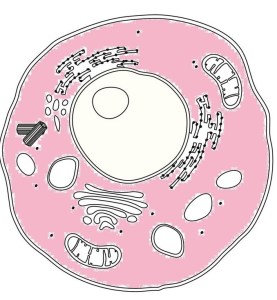 Animal cell with cytoplasm colored pink.