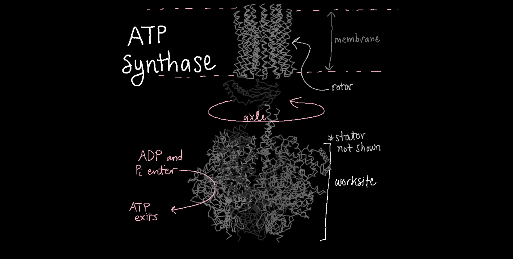 Three-dimensional structure model of ATP synthase. The rotor, a cylinder shaped region made from helices, anchors ATP synthase into the inner mitochondrial membrane. The axle sticks out of the rotor and into the mitochondria. This part rotates within the worksite, which is a bell pepper-shape. ADP and phosphate enter the worksite where they are converted to ATP.