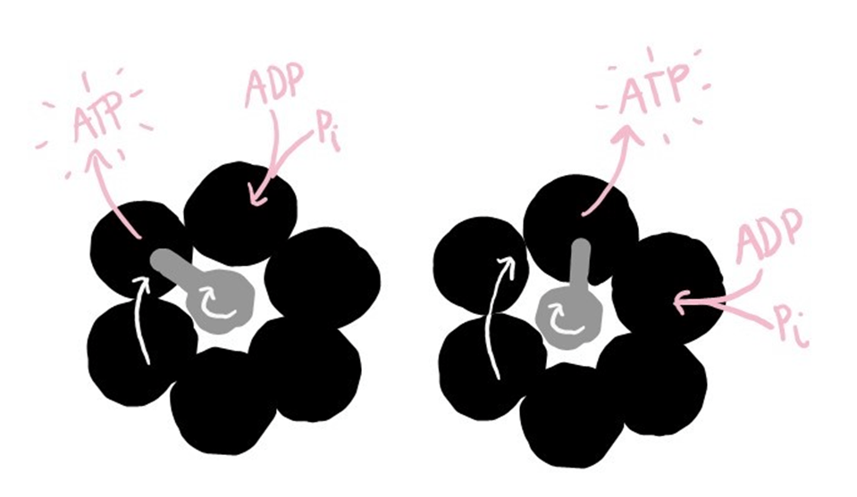 Top view of ATP synthase's worksite. As the axle rotates, it pushes on different areas of the worksite and converts the ADP and phosphate in that area into ATP.