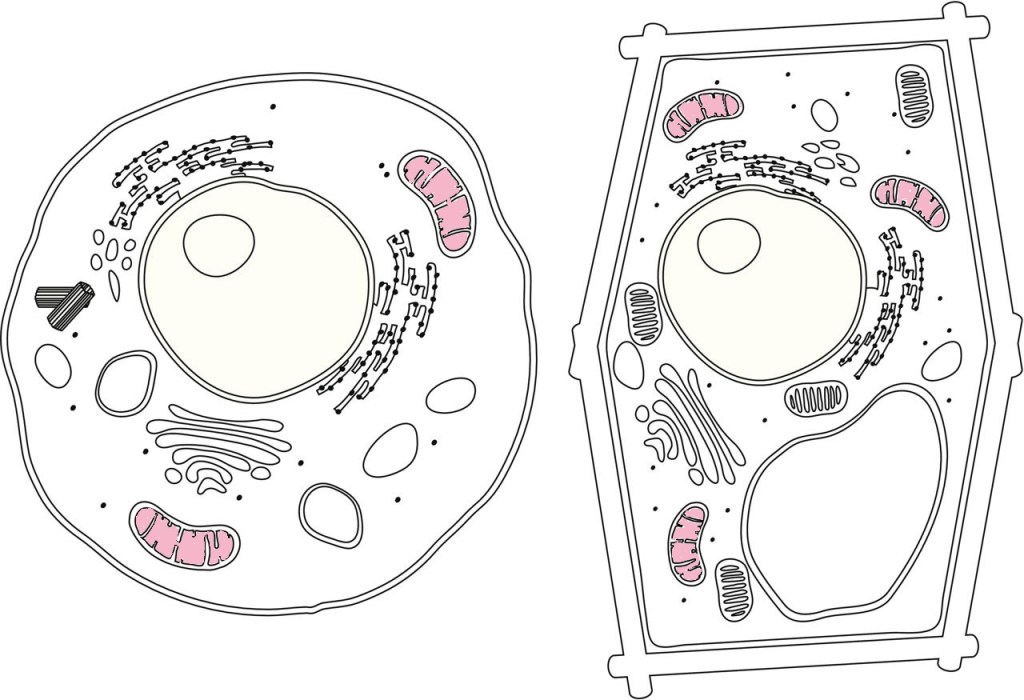 Diagram of a plant cell and an animal cell. Each have mitochondria, which are colored in pink.