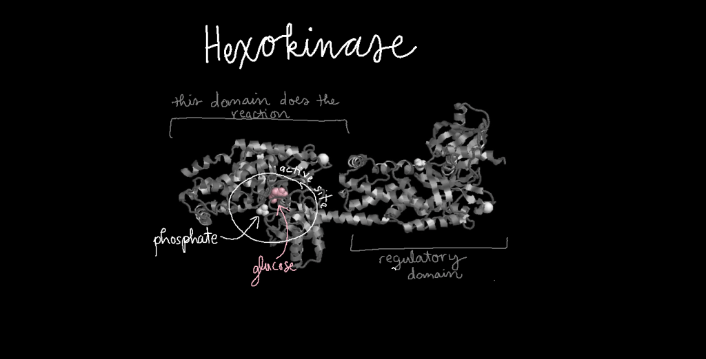 Three dimensional structure model of hexokinase showing two domains. On the left is the domain that does the reaction, and on the right is the regulatory domain. A phosphate ion and a glucose molecule are shown in the left domain. 