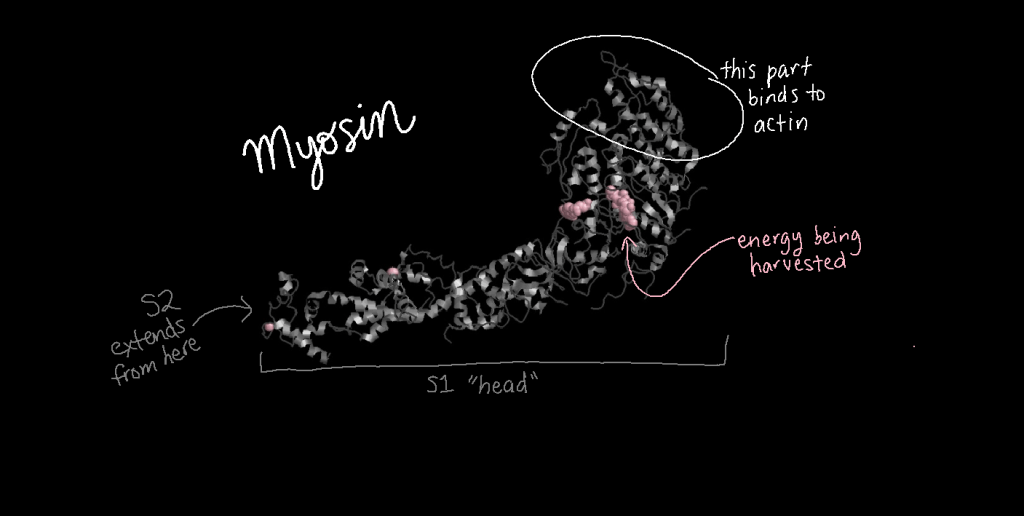 Three-dimensional structure model of myosin S1 (the head) showing where it binds to actin and where it gathers energy.