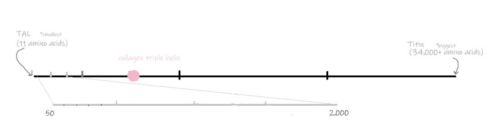 Collagen is larger than the average protein, (but is not even close to the biggest one).