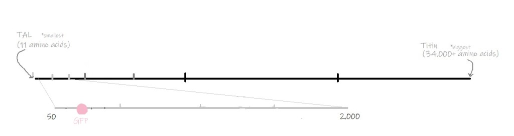 GFP is on the small end of the average size for a protein.