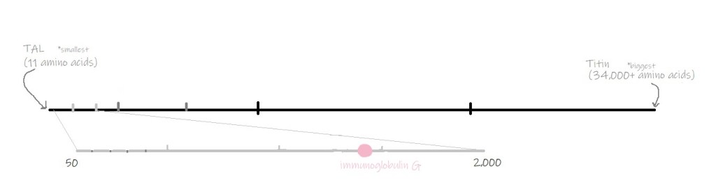 IgG is an average sized protein.