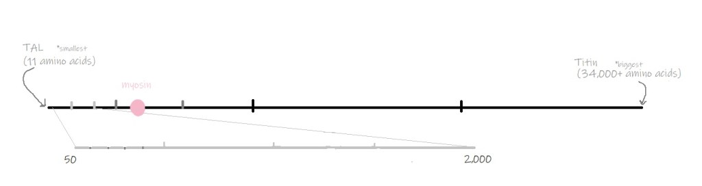 Myosin is slightly bigger than the average protein (but not nearly the biggest).