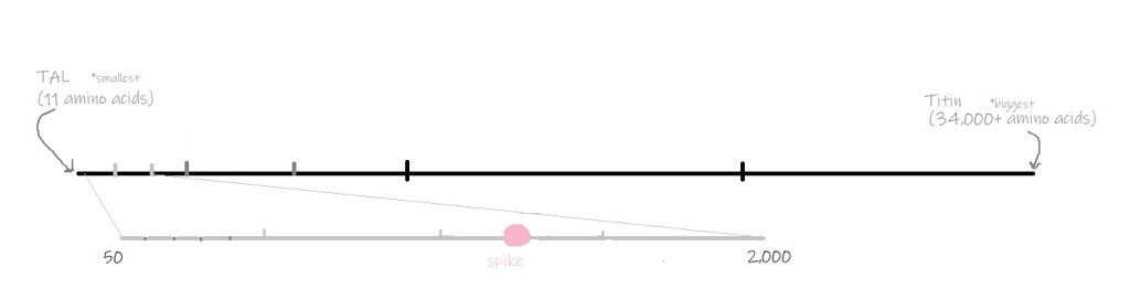 Spike is an average sized protein.
