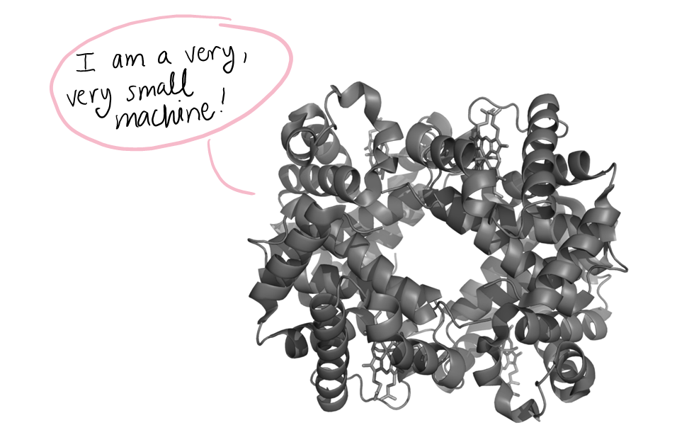 Cartoon protein (hemoglobin) saying "I am a very, very small machine!"