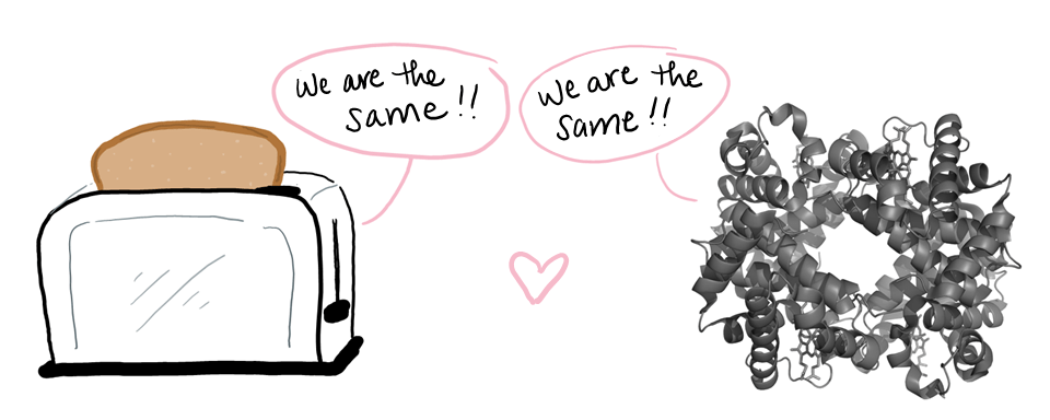 A cartoon of a toaster and a protein (hemoglobin) both saying, "we are the same!!"