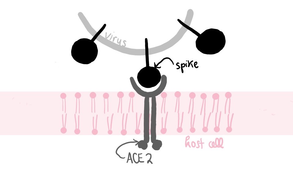 Diagram showing ACE2 in the cell membrane interacting with the Spike protein of a coronavirus.