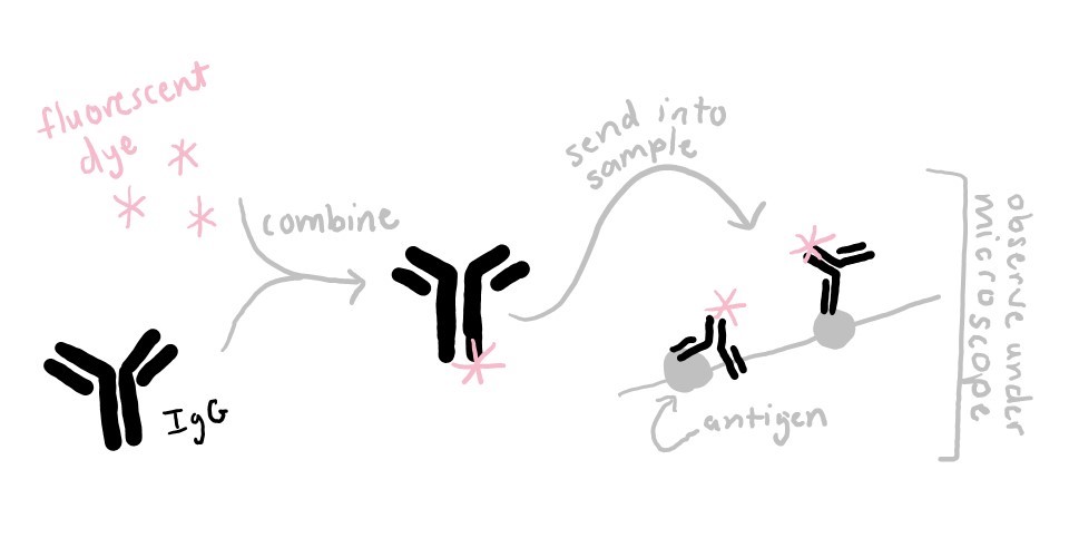 Diagram showing the workflow of fluorescent antibody labeling. In step 1, fluorescent dye and IgG are combined to make a fluorescent antibody. In step 2, the fluorescent antibody is sent into the sample where it binds to its antigen. In step 3, the antibody-labeled sample in observed under a microscope.