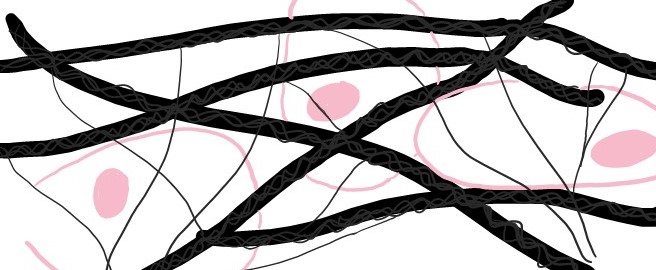 Extracellular matrix proteins are shown forming a network. Cells are held within that network.