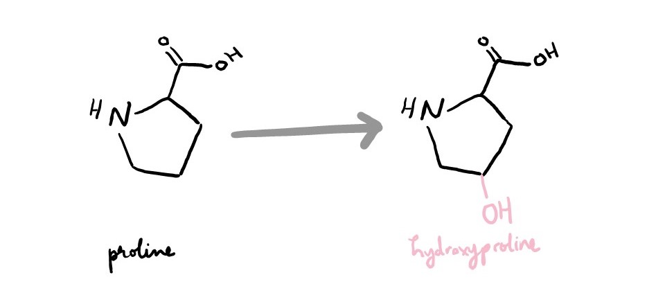 Proline is converted to hydroxyproline by adding "OH."