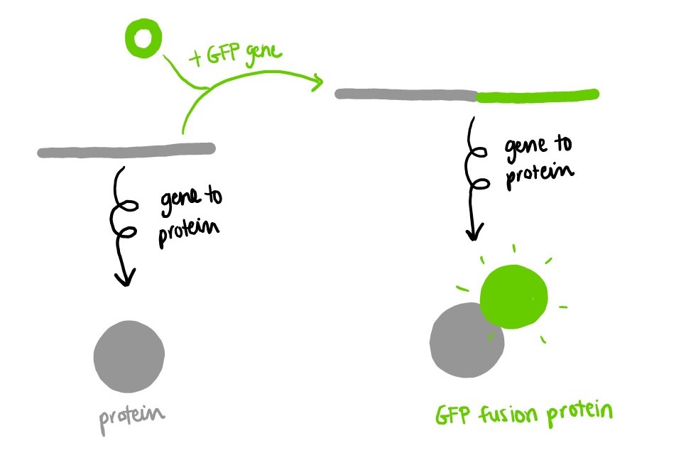 Combining the GFP gene with the gene of another protein yields a GFP fusion protein.