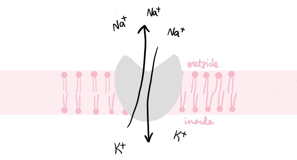 Diagram showing Na+/K+ ATPase in the cell membrane pumping 3 sodium ions out of the cell and 2 potassium ions into the cell.