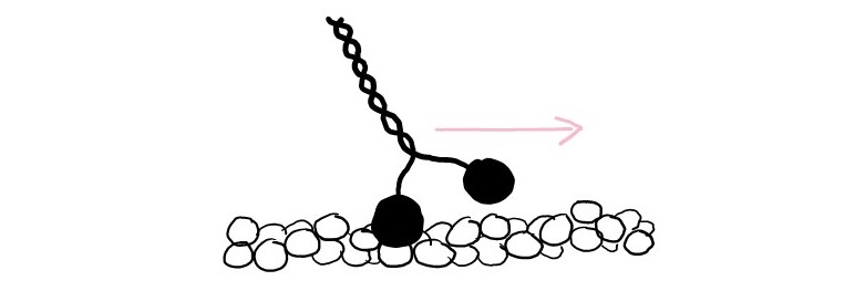 Myosin serves as a track for the myosin protein to walk along.