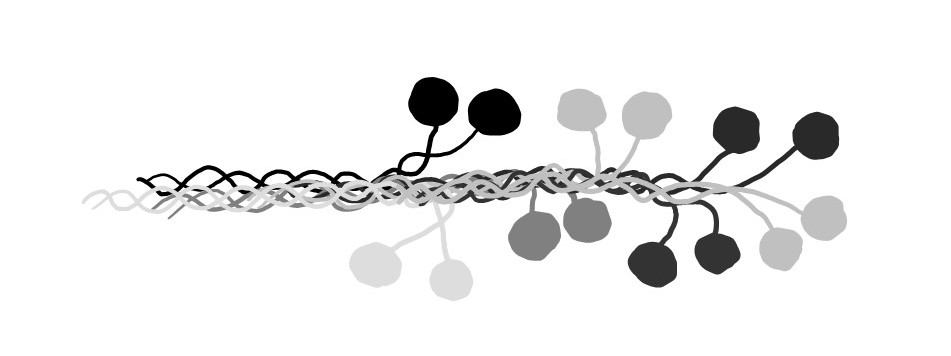 Multiple myosins come together to form a filament.