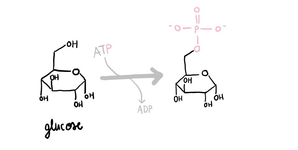 Hexokinase adds a phosphate group from ATP onto glucose.