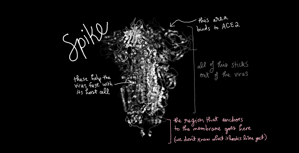 Three-dimensional structure diagram of the spike protein. The part of spike that sticks out of the virus is made from three symmetrical parts. At the top, spike can bind to ACE2. Helical structures in the middle help the virus fuse with the host cell. At the bottom is where spike is anchored to the viral membrane, but it is not shown because we don't know what it looks like yet.