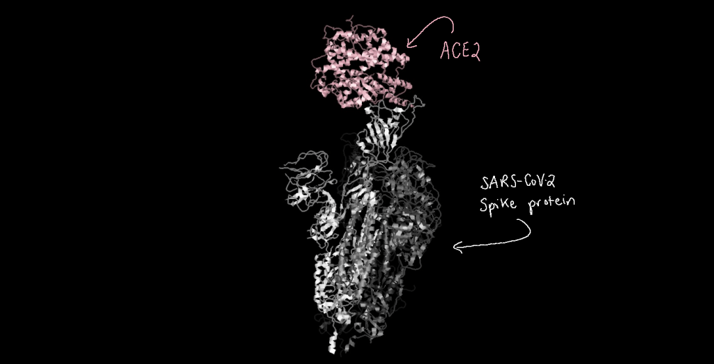 Three-dimensional structure model of ACE2 binding to the SARS-CoV-2 spike protein.
