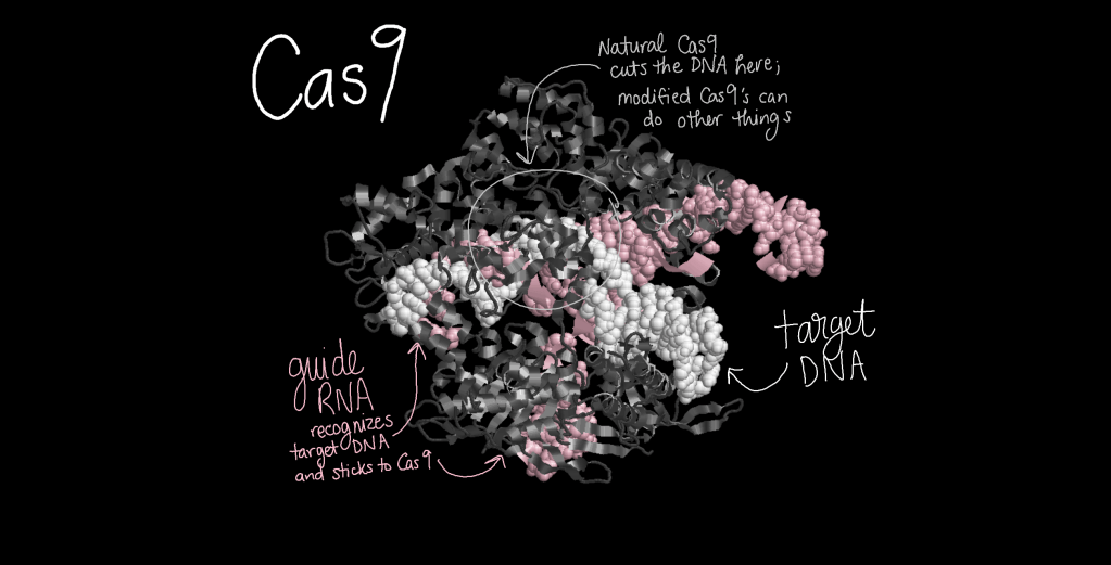 Three-dimensional structure model of Cas9 holding a piece of target DNA (white) matching its guide RNA (pink). The natural Cas9 cuts the DNA, but modified Cas9's can do other things.