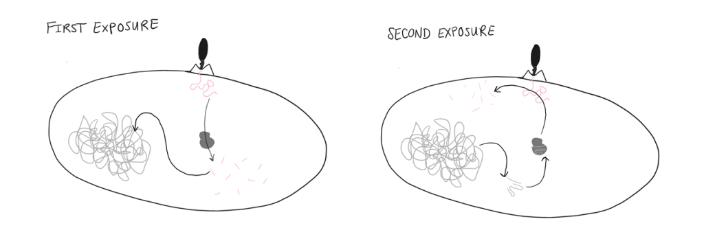Left panel: First exposure to a virus. The viral DNA is recognized as foreign and cut up into pieces. Then, some pieces are saved into the bacteria's own DNA.
Right panel: Second exposure.
The bacteria's DNA creates guide RNAs that recognize viral DNA when it invades. These RNAs help tell Cas9 to destroy the viral DNA.
