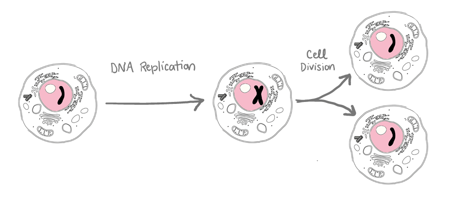 A sequence of events:
1. One cell with one copy of DNA. 
2. DNA replication results in one cell with two copies of DNA.
3. Cell division results in two cells, each with one copy of DNA.