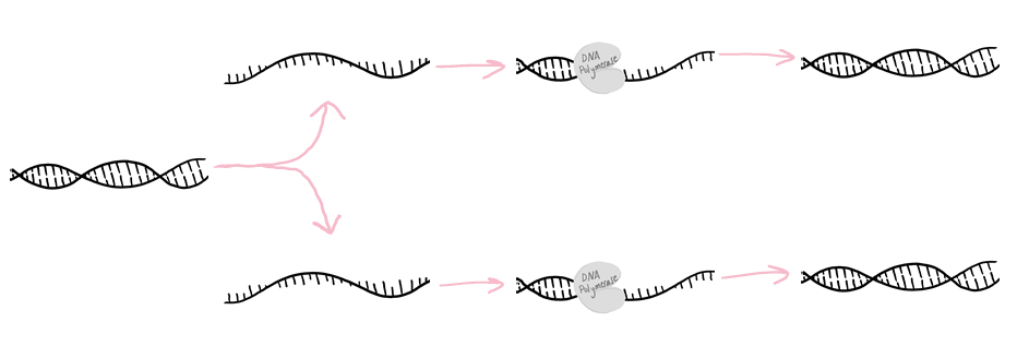 Diagram of DNA replication process:
1. Double-stranded DNA separates into two single strands.
2. DNA Polymerase attaches to the DNA strands and makes a second complimentary strand for each.
3. The result is two copies of double-stranded DNA.