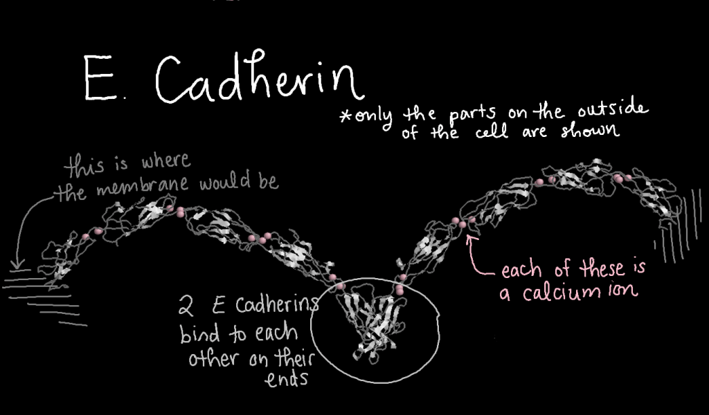 Three-dimensional molecular model of two E Cadherin proteins sticking together. These models only show the parts that stick out of the cell. Each E Cadherin has a structure like a string or a noodle, and they stick to each other at the very ends. Calcium ions are indicated and they bind in several places along the protein.
