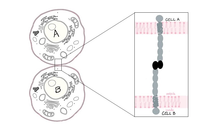 On the left is a diagram of two cells next to each other. The cell membranes are labeled pink.

On the right is a zoomed-in diagram of the area where the two cells are touching. It shows two E Cadherin proteins, one embedded in each cell's membrane, sticking to each other.
