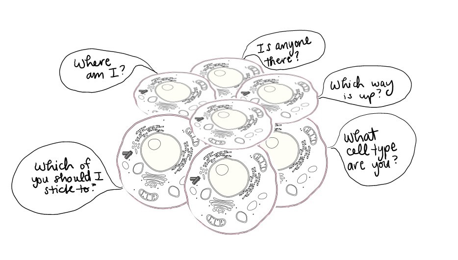 Cartoon of an eight-cell embryo. Cells are asking questions:

Where am I?

Is anyone there?

Which way is up?

What cell type are you?

Which of you should I stick to?