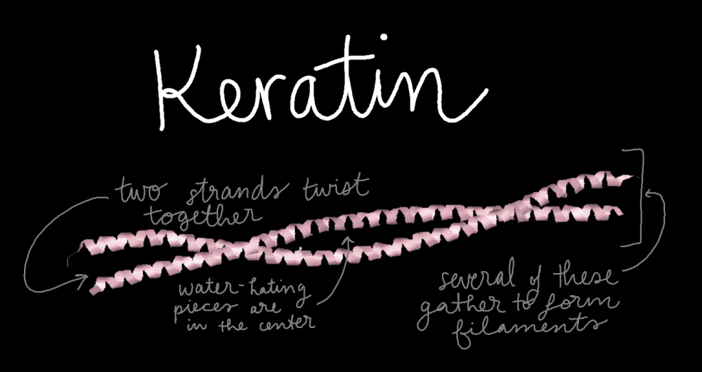 Three-dimensional structure model of two alpha-keratins wound together in a coiled coil structure. Each keratin is a single strand with a helical structure. Water-hating pieces are in the center of the two keratins.

Several of these units come together to form filaments. 