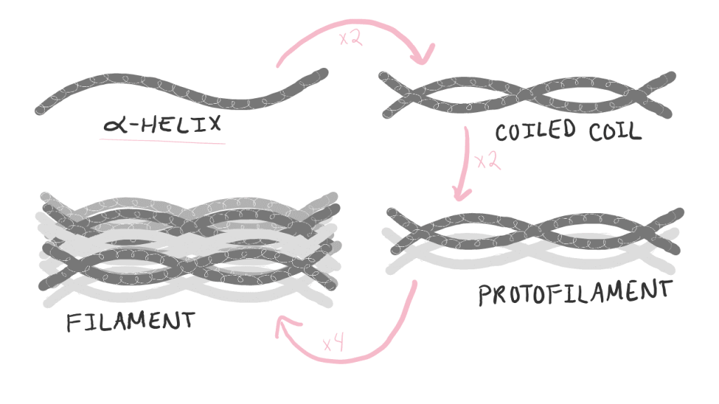 Diagram showing each level of keratin organization.

1. A single alpha helix
2. Two alpha helices make one coiled coil.
3. Two coiled-coils make a protofilament.
4. Four protofilaments make a filament.