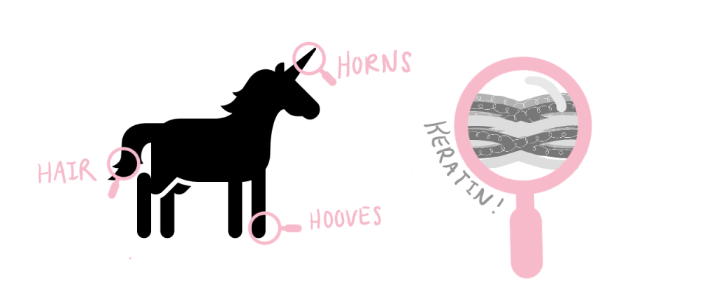 Left panel shows a cartoon unicorn with magnifying glasses at its horn, its hooves. and its tail (hair). 

Right panel is a large magnifying glass showing keratin inside.