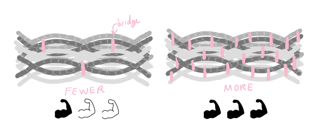 Cartoon of two keratin filaments: one with a few bridges, indicated as somewhat strong, and one one with many bridges, indicated as very strong.