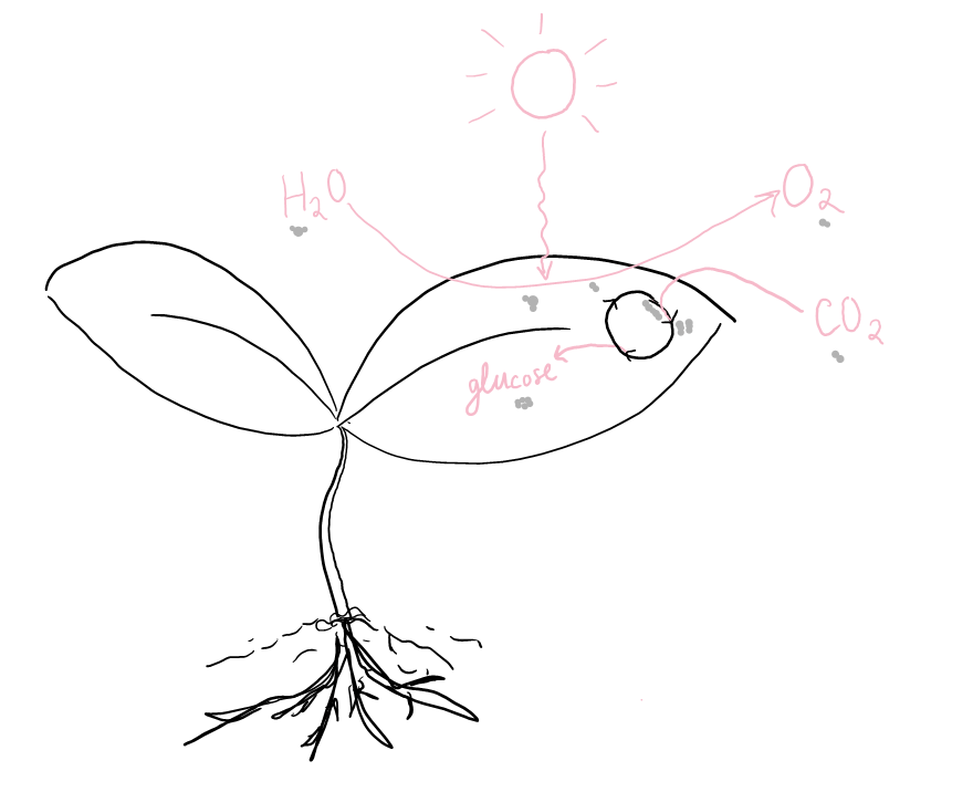 Sketch of photosynthesis. Water is shown entering the plant and being converted to oxygen by sunlight. Carbon dioxide is shown entering the plant, going through a cycle, and becoming glucose. 