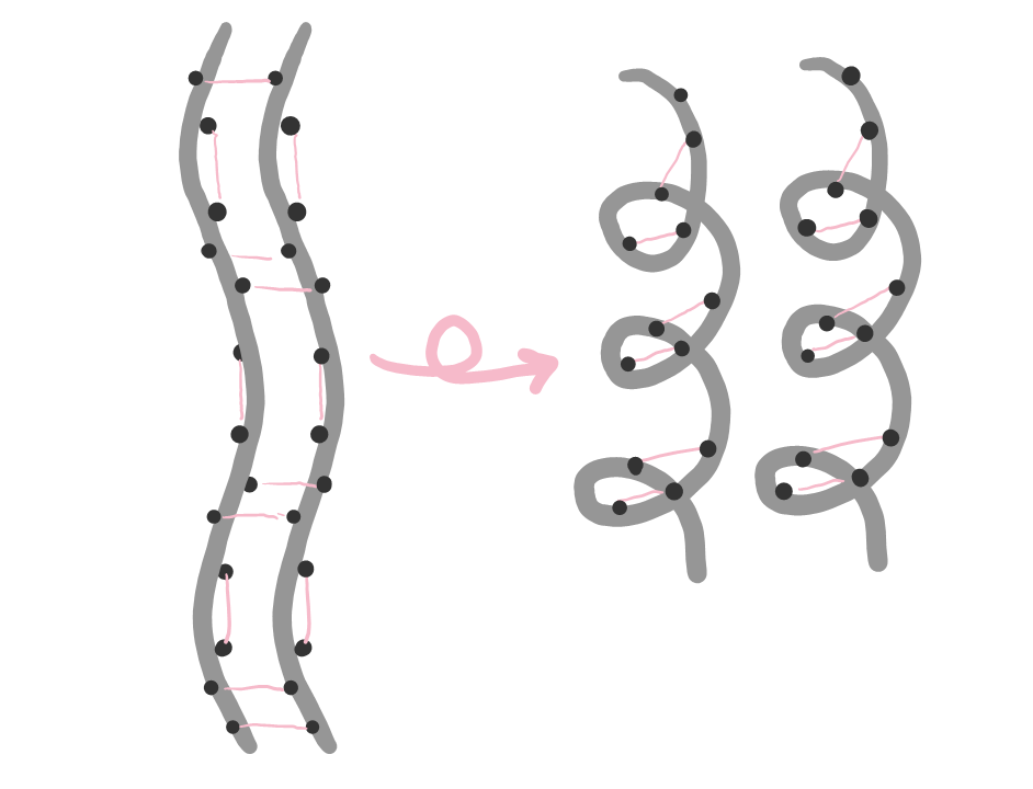 Diagram of two keratin filaments with a straight shape, showing bridges in pink. Bridges are rearranged and the two strands adopt a curly shape. 