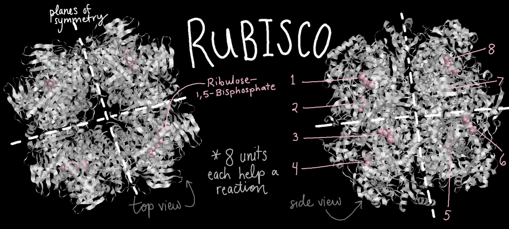 Three dimensional structure model of Rubisco. 
Left panel: top view. Four units are visible, each containing one molecule of ribulose-1,5-bisphosphate. This view shows two planes of symmetry. 
Right panel: side view. All eight units are visible, but are not distinguishable from each other from this perspective. Eight molecules of ribulose-1,6-bisphosphate are counted. Two more planes of symmetry are shown. 