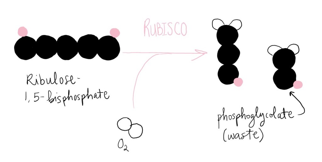 Rubisco adds oxygen to ribulose-1,5-bisphosphate to generate one molecule of 3-phosphoglycerate, and one molecule of phosphoglycolate (which is a waste product).