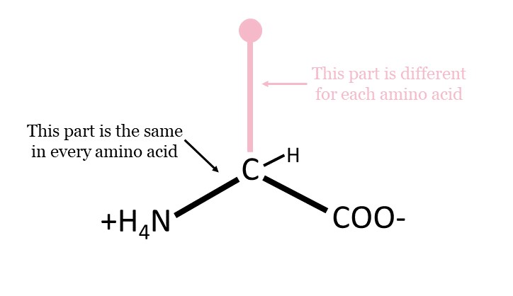 Diagram of one amino acid, showing which portions are the same in every amino acid and which portion is different. 