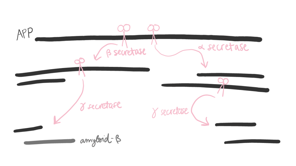 APP is cut by beta-secretase and alpha-secretase at different locations, each resulting in two pieces. Gamma-secretase further cuts those pieces. Amyloid-beta peptide is the result of APP cleavage by beta- and gamma-secretases.