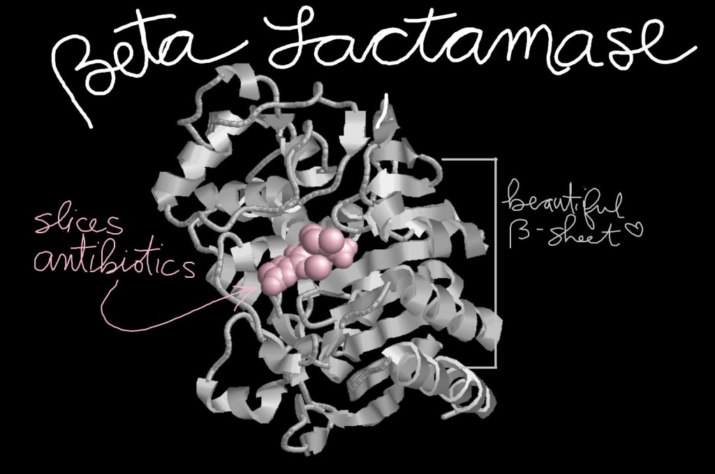 Three-dimensional structure model of beta lactamase. A molecule representing an antibiotic is shown in pink captured by beta lactamase.