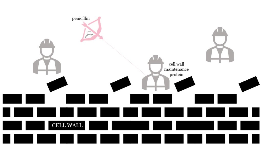 Penicillin (depicted as a bow-and-arrow) shoots at cell wall maintenance proteins (depicted as construction workers building a brick wall).