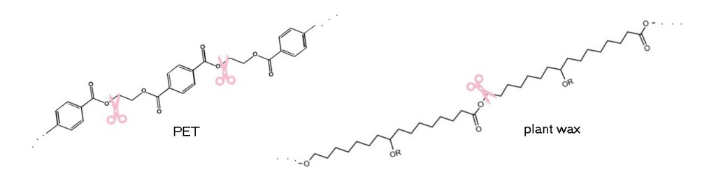 Left panel shows the chemical structure of PET, with scissors "cutting" a bond after an ester group (a carbon with a single bond to one oxygen and a double bond to another oxygen).
Right panel shows the chemical structure of a plant wax, and again scissors are "cutting" after an ester group.