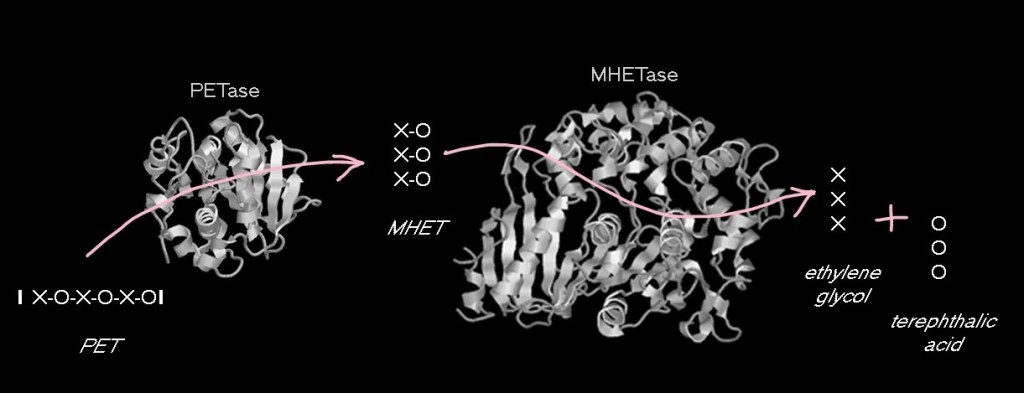 Diagram showing the breakdown of PET, represented as a chain of alternating X's and O's (XOXOXO). PETase breaks down XOXOXO into single XO pieces (called MHET). MHETase breaks down those XO's into single X's and O's: ethylene glycol molecules and terephthalic acid molecules.