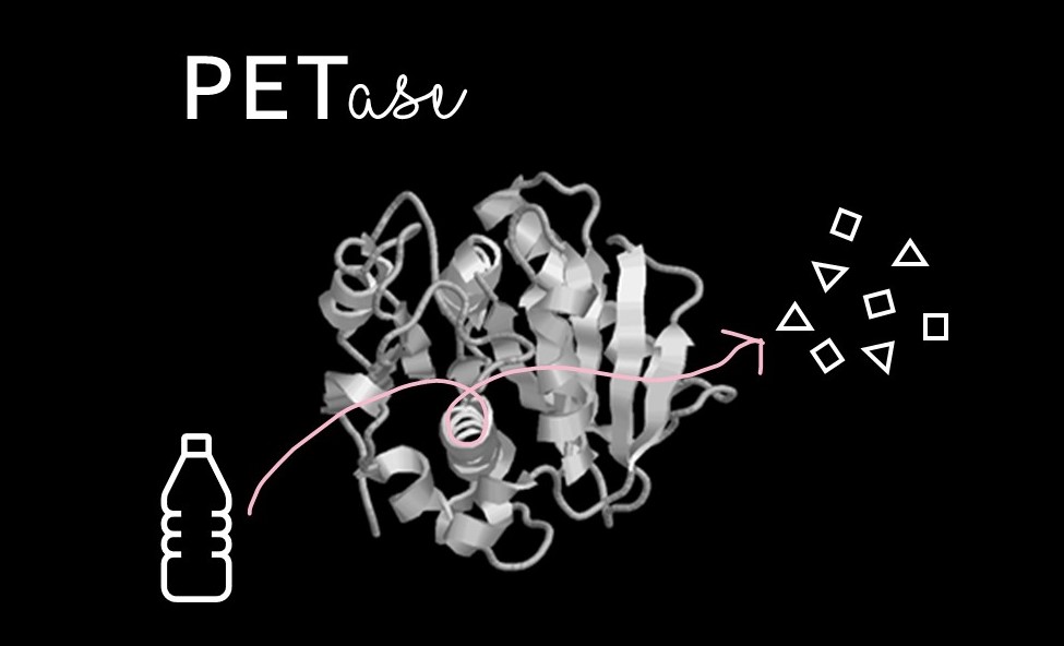 Three dimensional structure model of PETase. A cartoon plastic water bottle is shown going in, and several small shapes are coming out.
