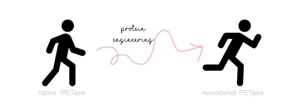 Cartoon man walking represents the native PETase. Cartoon man running represents a "remodeled" PETase that is the product of protein engineering.