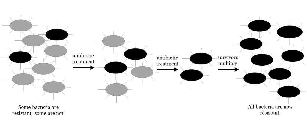 Sequence of events showing the spread of antibacterial resistance. Normal bacteria are shown as grey, and resistant bacteria are shown as black. 

1. The population begins as a mixture of normal and resistant bacteria.
2. Antibiotic treatment kills normal bacteria. but leaves resistant bacteria behind. 
3. The surviving resistant bacteria multiply to make a larger population in which all of the bacteria are resistant.