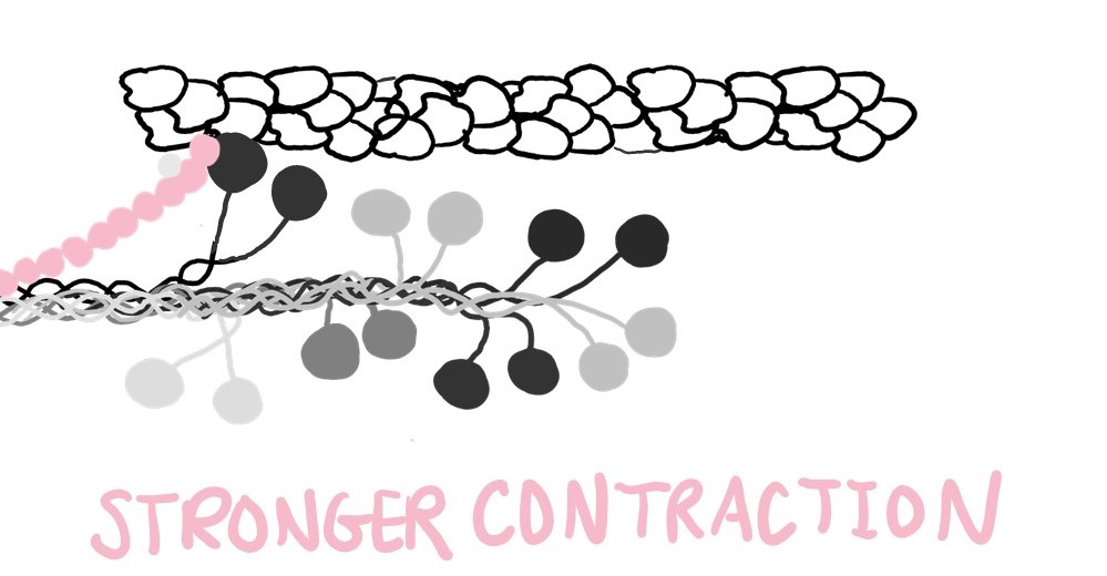 When MyBP-C sticks to actin, myosin is activated and this results in a stronger contraction.