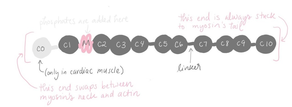Diagram of myosin binding protein c (MyBP-C) showing its "beads on a string" structure. MyBP-C is made up of 10 "beads." In cardiac muscle, there is an extra bead on one side. That side swaps between myosin's neck and actin. The other side is always stuck to myosin's tail. Between "beads" 1 and 2, there is another piece called the "M domain." This is where phosphates are added.